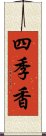 四季香 Scroll