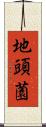 地頭薗 Scroll