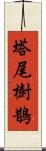 塔尾樹鵲 Scroll