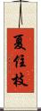 夏住枝 Scroll