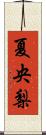 夏央梨 Scroll