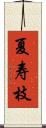 夏寿枝 Scroll