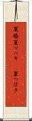 夏椿 Scroll