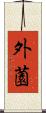 外薗 Scroll