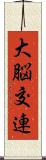 大脳交連 Scroll