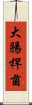 大腸桿菌 Scroll