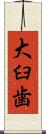 大臼歯 Scroll