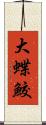 大蝶鮫 Scroll