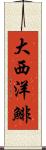 大西洋鯡 Scroll