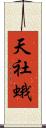 天社蛾 Scroll