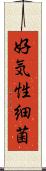 好気性細菌 Scroll