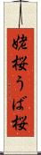 姥桜 Scroll
