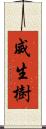 威生樹 Scroll