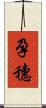 孕穗 Scroll