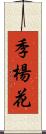 季楊花 Scroll