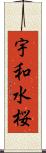 宇和水桜 Scroll