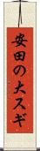 安田の大スギ Scroll