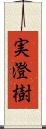 実澄樹 Scroll