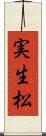 実生松 Scroll