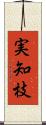 実知枝 Scroll