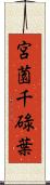 宮薗千碌葉 Scroll