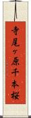 寺尾ヶ原千本桜 Scroll