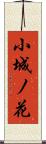小城ノ花 Scroll