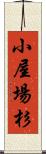 小屋場杉 Scroll