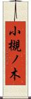 小槻ノ木 Scroll