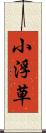 小浮草 Scroll