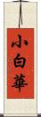 小白華 Scroll