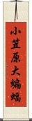 小笠原大蝙蝠 Scroll