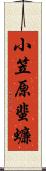 小笠原蜚蠊 Scroll