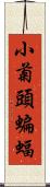 小菊頭蝙蝠 Scroll