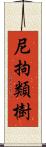 尼拘類樹 Scroll