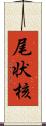 尾状核 Scroll