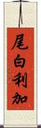 尾白利加 Scroll