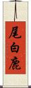 尾白鹿 Scroll