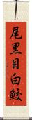 尾黒目白鮫 Scroll