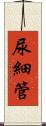 尿細管 Scroll