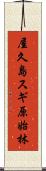 屋久島スギ原始林 Scroll