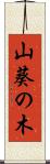 山葵の木 Scroll