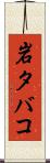岩タバコ Scroll