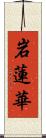 岩蓮華 Scroll