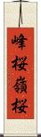 峰桜 Scroll