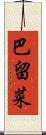 巴留菜 Scroll