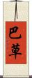 巴草 Scroll