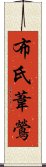 布氏葦鶯 Scroll