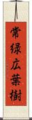 常緑広葉樹 Scroll