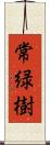 常緑樹 Scroll